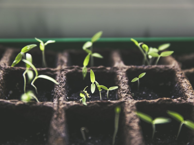 Medicinal Herb Garden: Growing Nature's Pharmacy