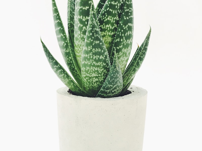 Seasonal Flower Arranging: Bringing the Garden Indoors