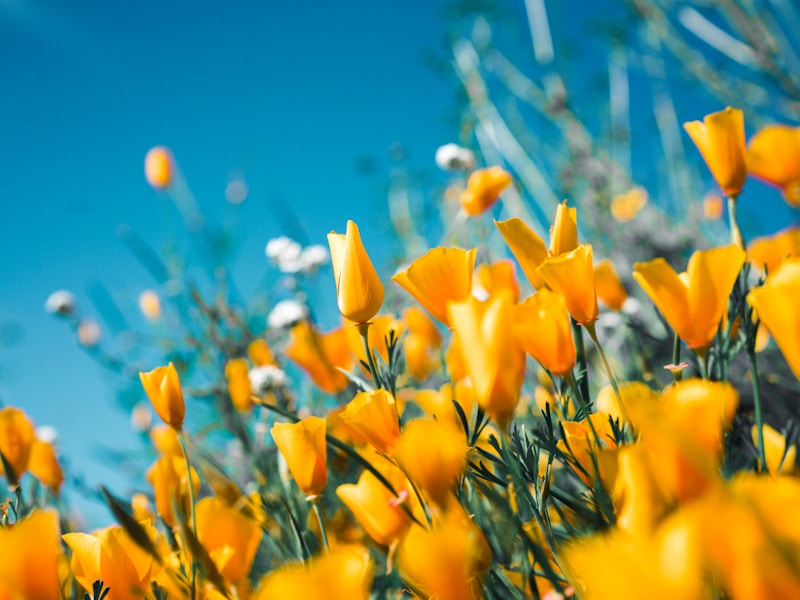 The Language of Flowers: Victorian Floriography in Modern Times